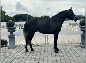 Schweres Warmblut, Wałach, 3 lat, 165 cm, Karosiwa