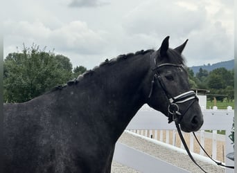 Schweres Warmblut, Wałach, 3 lat, 165 cm, Karosiwa