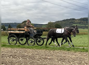 Schweres Warmblut Mix, Wałach, 3 lat, 165 cm, Karosiwa