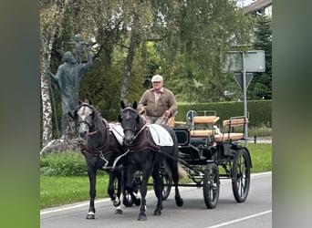Schweres Warmblut Mix, Wałach, 3 lat, 165 cm, Karosiwa