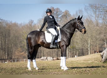 Schweres Warmblut, Wałach, 3 lat, 165 cm, Skarogniada