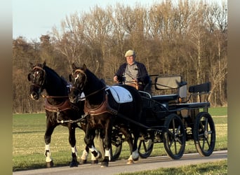Schweres Warmblut, Wałach, 3 lat, 166 cm, Kara