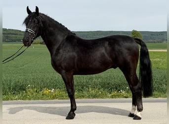 Schweres Warmblut, Wałach, 3 lat, 166 cm, Kara