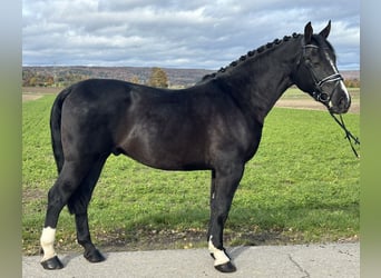 Schweres Warmblut, Wałach, 3 lat, 166 cm, Kara