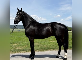 Schweres Warmblut, Wałach, 3 lat, 166 cm, Kara