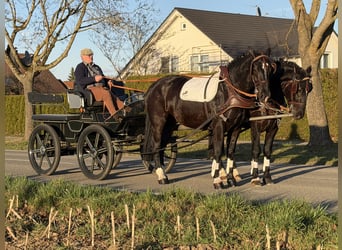 Schweres Warmblut, Wałach, 3 lat, 166 cm, Kara
