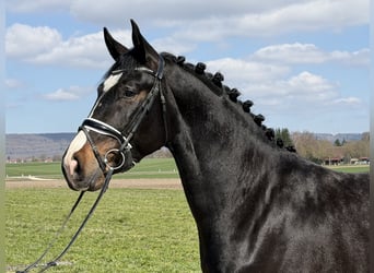 Schweres Warmblut, Wałach, 3 lat, 167 cm, Ciemnogniada