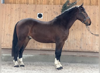 Schweres Warmblut, Wałach, 3 lat, 167 cm, Gniada
