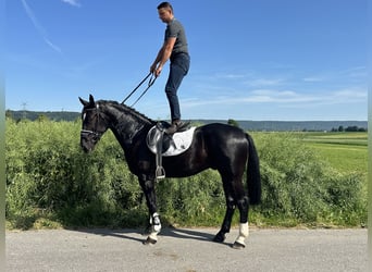 Schweres Warmblut, Wałach, 3 lat, 167 cm, Kara