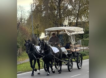 Schweres Warmblut, Wałach, 3 lat, 167 cm, Kara