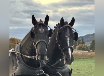 Schweres Warmblut, Wałach, 3 lat, 167 cm, Kara