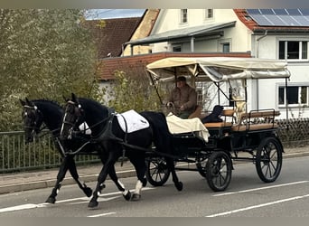 Schweres Warmblut, Wałach, 3 lat, 167 cm, Kara