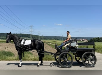 Schweres Warmblut, Wałach, 3 lat, 167 cm, Kara