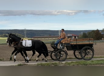 Schweres Warmblut, Wałach, 3 lat, 167 cm, Kara