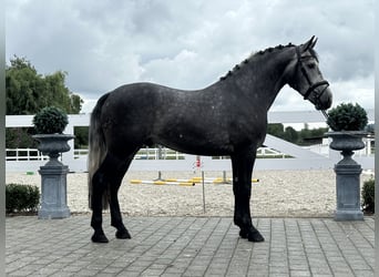 Schweres Warmblut, Wałach, 3 lat, 167 cm, Siwa jabłkowita