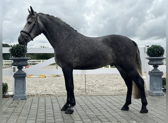 Schweres Warmblut, Wałach, 3 lat, 167 cm, Siwa jabłkowita