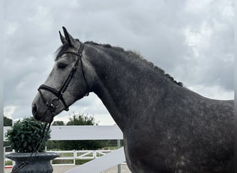 Schweres Warmblut, Wałach, 3 lat, 167 cm, Siwa jabłkowita