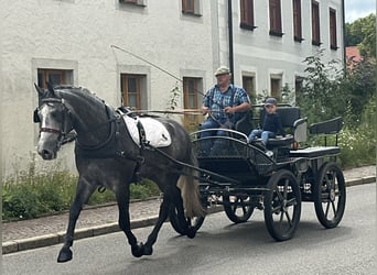 Schweres Warmblut, Wałach, 3 lat, 167 cm, Siwa jabłkowita