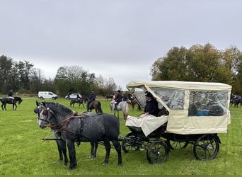 Schweres Warmblut, Wałach, 3 lat, 167 cm, Siwa