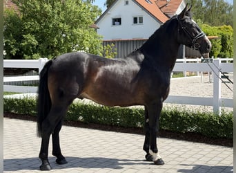 Schweres Warmblut, Wałach, 3 lat, 168 cm, Ciemnogniada