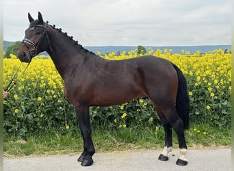 Schweres Warmblut, Wałach, 3 lat, 168 cm, Gniada