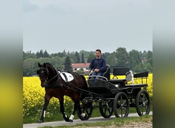 Schweres Warmblut, Wałach, 3 lat, 168 cm, Gniada