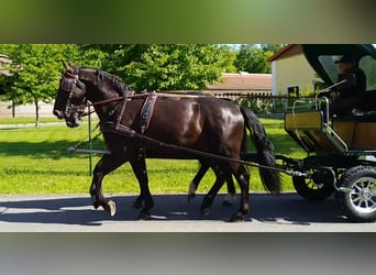 Schweres Warmblut Mix, Wałach, 3 lat, 168 cm, Kara