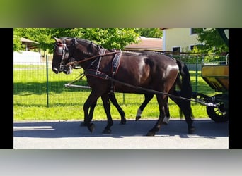 Schweres Warmblut Mix, Wałach, 3 lat, 168 cm, Kara