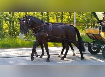Schweres Warmblut Mix, Wałach, 3 lat, 168 cm, Kara