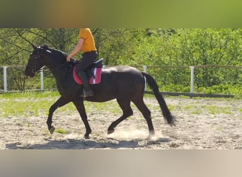 Schweres Warmblut Mix, Wałach, 3 lat, 168 cm, Kara