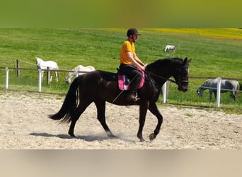 Schweres Warmblut Mix, Wałach, 3 lat, 168 cm, Kara