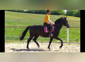 Schweres Warmblut Mix, Wałach, 3 lat, 168 cm, Kara