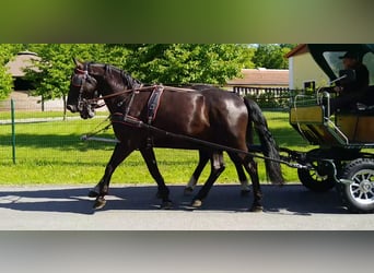 Schweres Warmblut Mix, Wałach, 3 lat, 168 cm, Kara