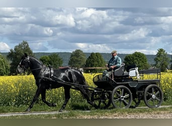 Schweres Warmblut, Wałach, 3 lat, 168 cm, Karosiwa