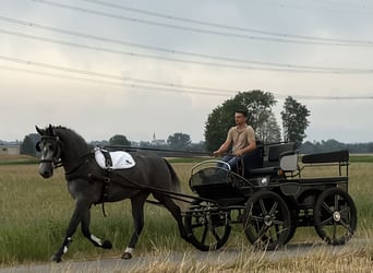 Schweres Warmblut, Wałach, 3 lat, 168 cm, Siwa jabłkowita