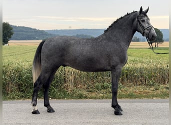 Schweres Warmblut, Wałach, 3 lat, 168 cm, Siwa jabłkowita