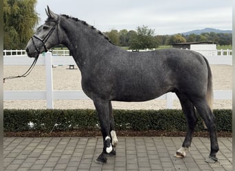 Schweres Warmblut, Wałach, 3 lat, 168 cm, Siwa