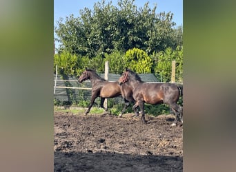Schweres Warmblut, Wałach, 3 lat, 170 cm, Gniada