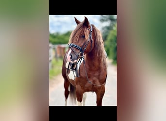 Schweres Warmblut, Wałach, 4 lat, 155 cm, Srokata