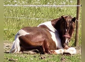 Schweres Warmblut, Wałach, 4 lat, 155 cm, Srokata