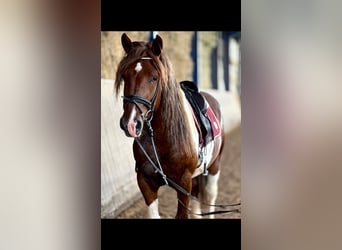 Schweres Warmblut, Wałach, 4 lat, 155 cm, Srokata
