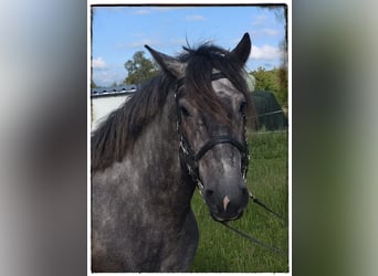 Schweres Warmblut Mix, Wałach, 4 lat, 155 cm, Stalowosiwy