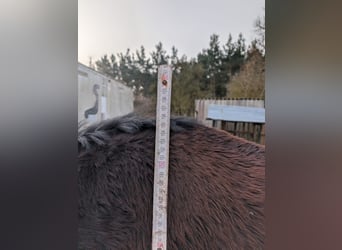 Schweres Warmblut, Wałach, 4 lat, 158 cm, Ciemnogniada