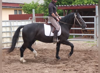 Schweres Warmblut, Wałach, 4 lat, 160 cm, Kara