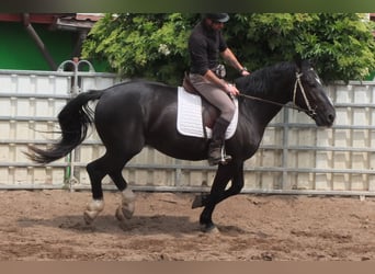 Schweres Warmblut, Wałach, 4 lat, 160 cm, Kara