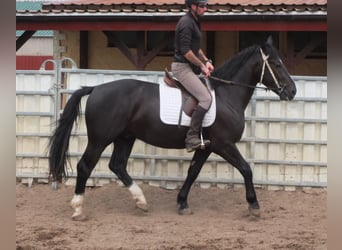 Schweres Warmblut, Wałach, 4 lat, 160 cm, Kara