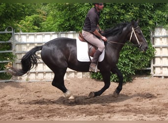 Schweres Warmblut, Wałach, 4 lat, 160 cm, Kara