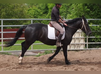 Schweres Warmblut, Wałach, 4 lat, 160 cm, Kara