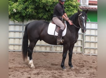 Schweres Warmblut, Wałach, 4 lat, 160 cm, Kara