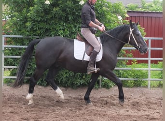 Schweres Warmblut, Wałach, 4 lat, 160 cm, Kara